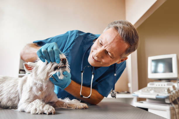 Best Emergency Dental Services for Seniors in Pendleton, OR